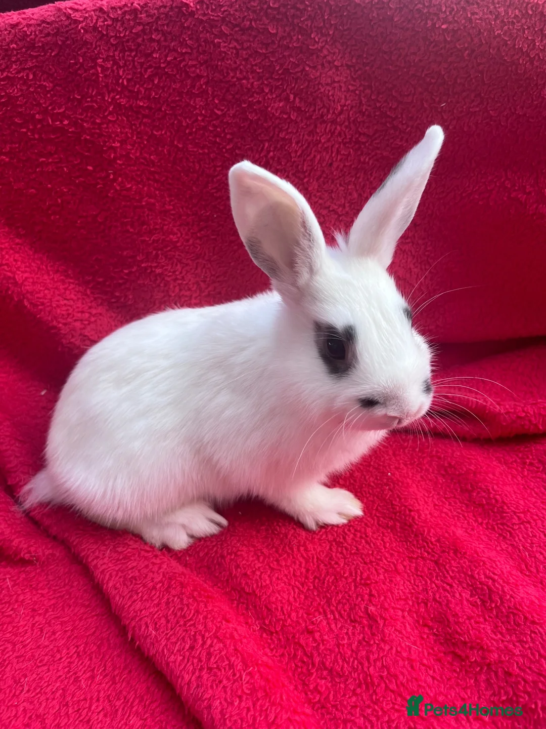 Netherland Dwarf rabbits for sale: Netherland dwarf bunnies - Advert 4