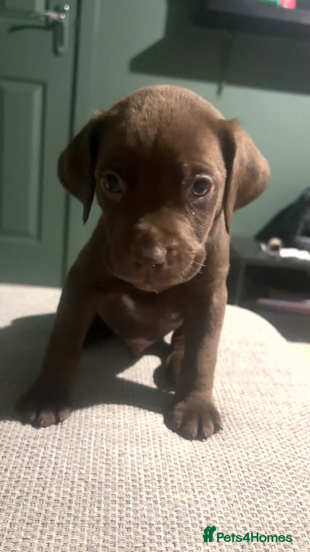 Mixed Breed dogs for sale: ‼️American bully x springer spaniel puppies ‼️  - Advert 29