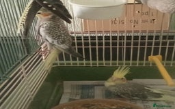 Cockatiels birds for sale: Parent reared young cockatiels  - Image 4
