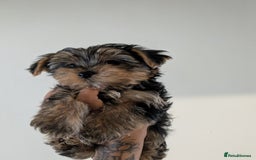 Yorkshire Terrier dogs for sale: 7 male Yorkshire terriers ready to leave.  - Image 17