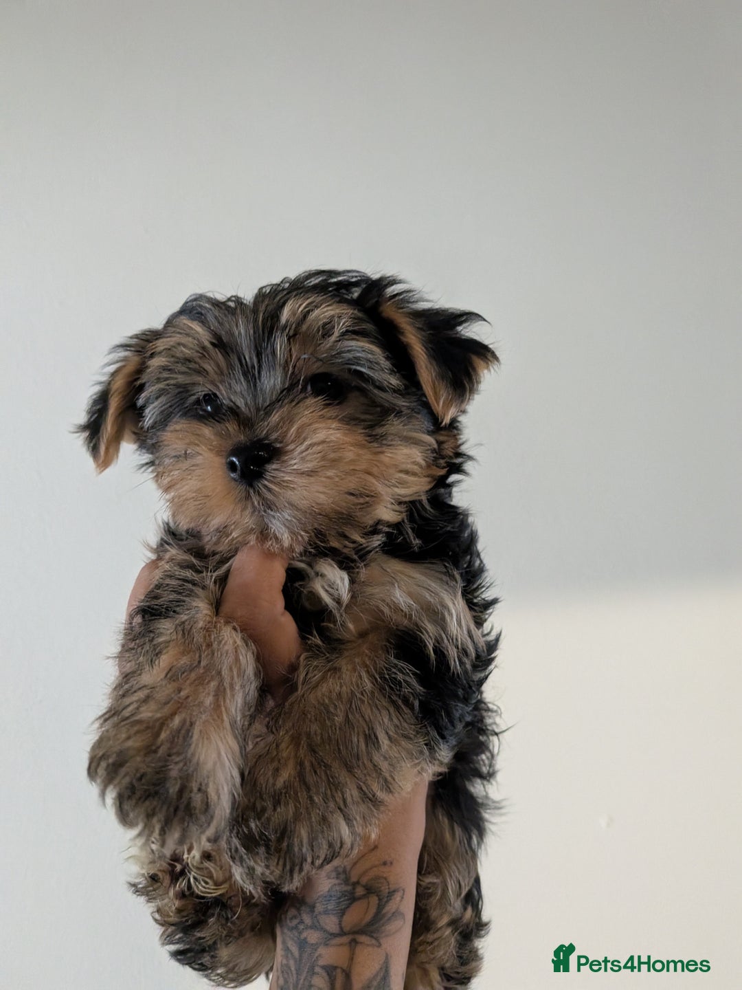Yorkshire Terrier dogs for sale: 7 male Yorkshire terriers ready to leave.  - Image 17