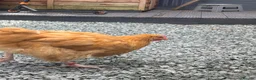 Chickens poultry for sale: 2 buff Orpington cockerels,  - Advert 1