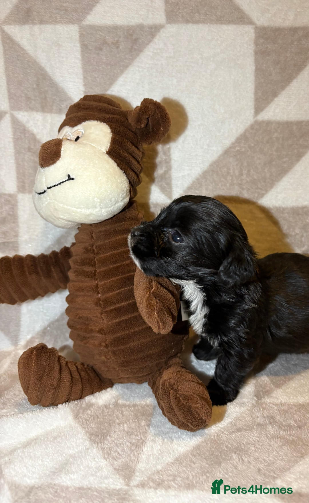 Cockapoo dogs for sale: Stunning cockapoo puppies  - Advert 13