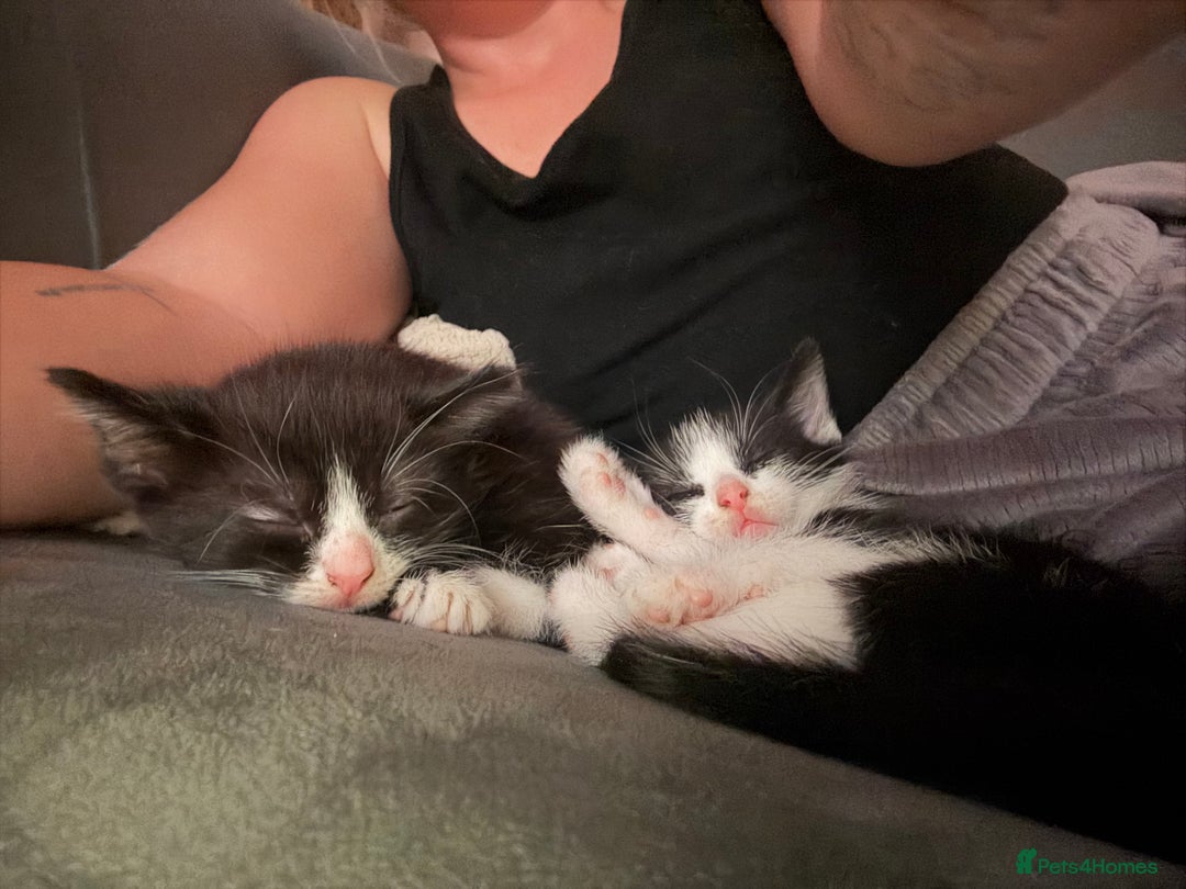 Mixed Breed cats for sale: Black and white tuxedo kittens - Image 2