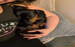 Miniature Dachshund dogs for stud: STUD - KC REG Mini Dachshund -PROVEN - Image 13