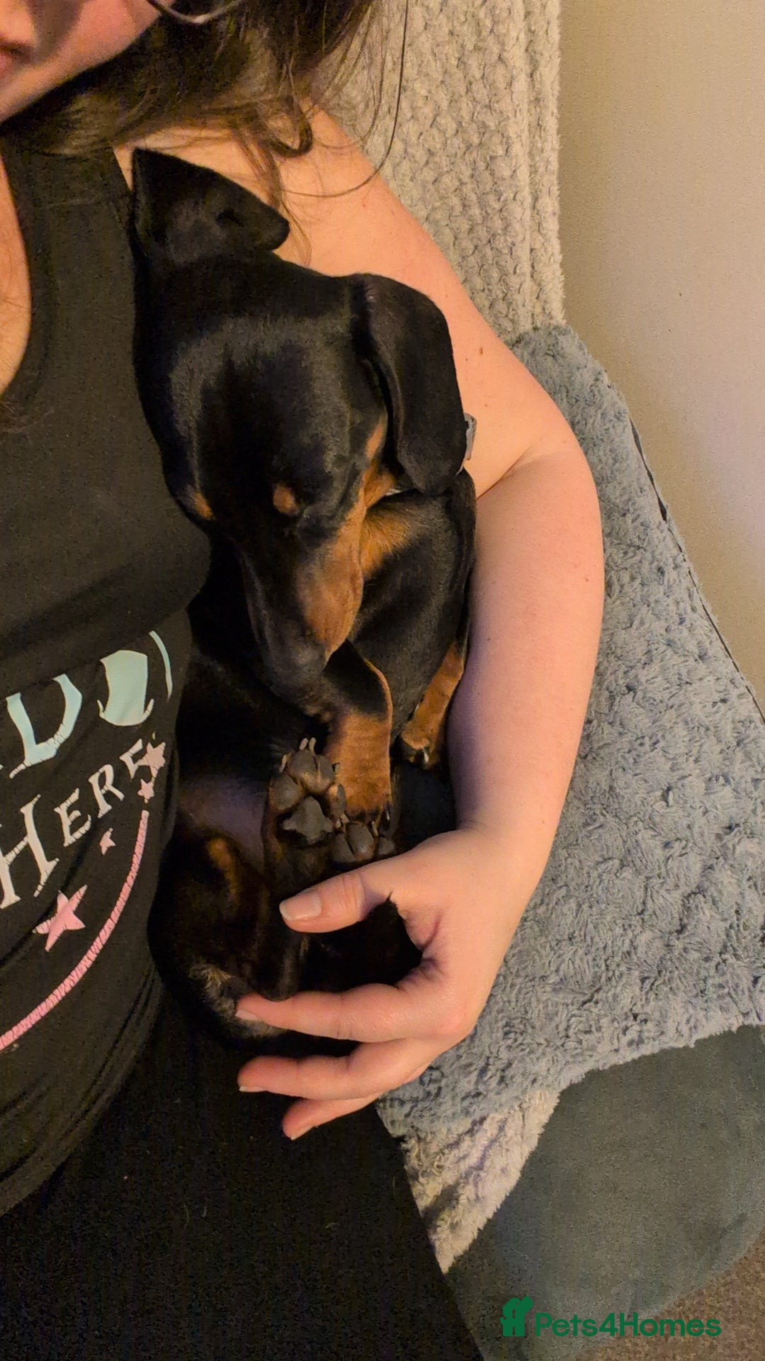 Miniature Dachshund dogs for stud: STUD - KC REG Mini Dachshund -PROVEN - Image 13