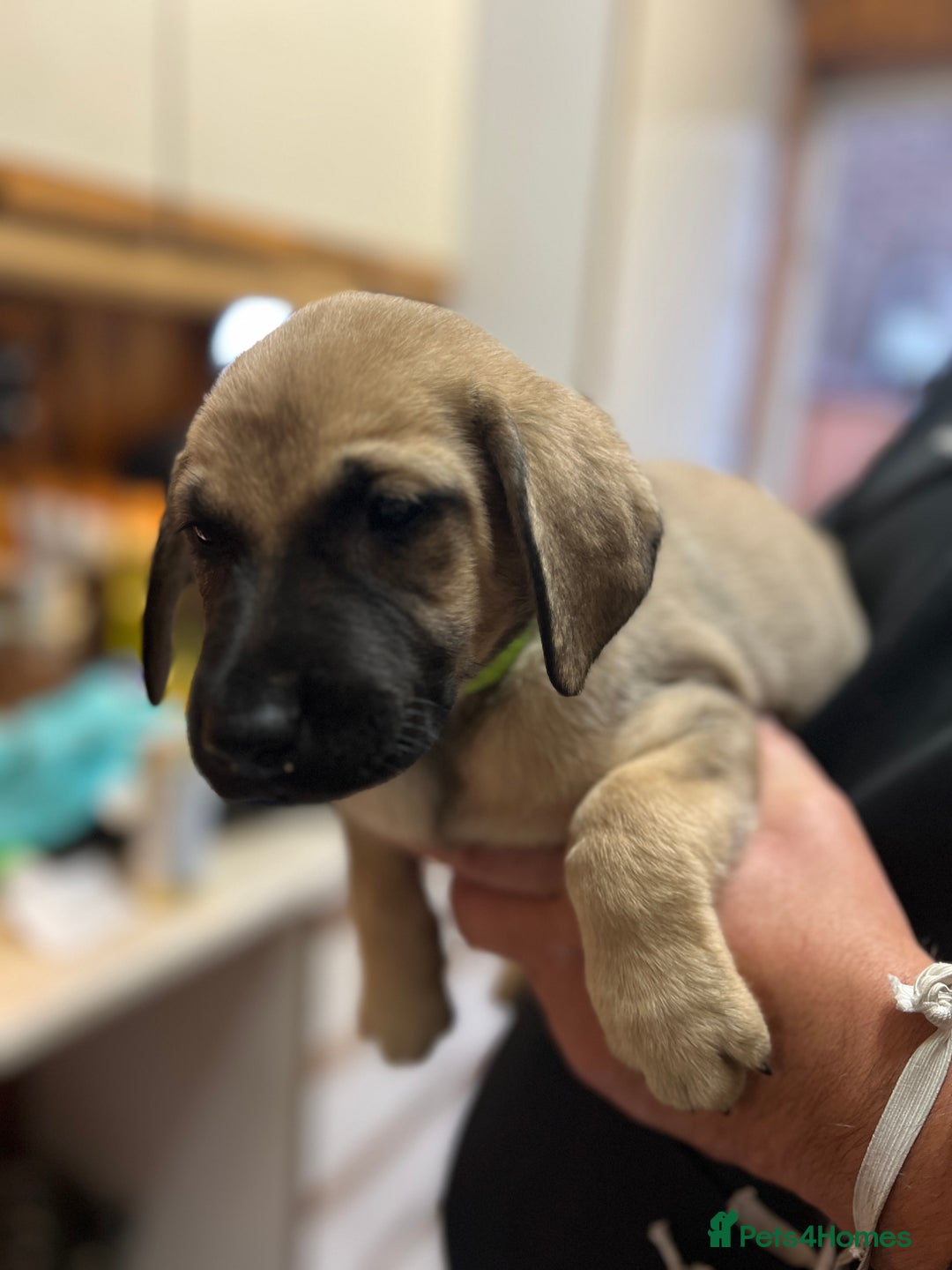 Mixed Breed dogs for sale: Beautiful mix Labrador/German Shepherd/Stuffy - Advert 12