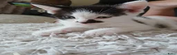 Mixed Breed cats for sale: Kittens ready to look for homes  - Advert 6