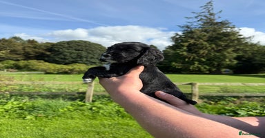 Cocker Spaniel dogs - Advert 1