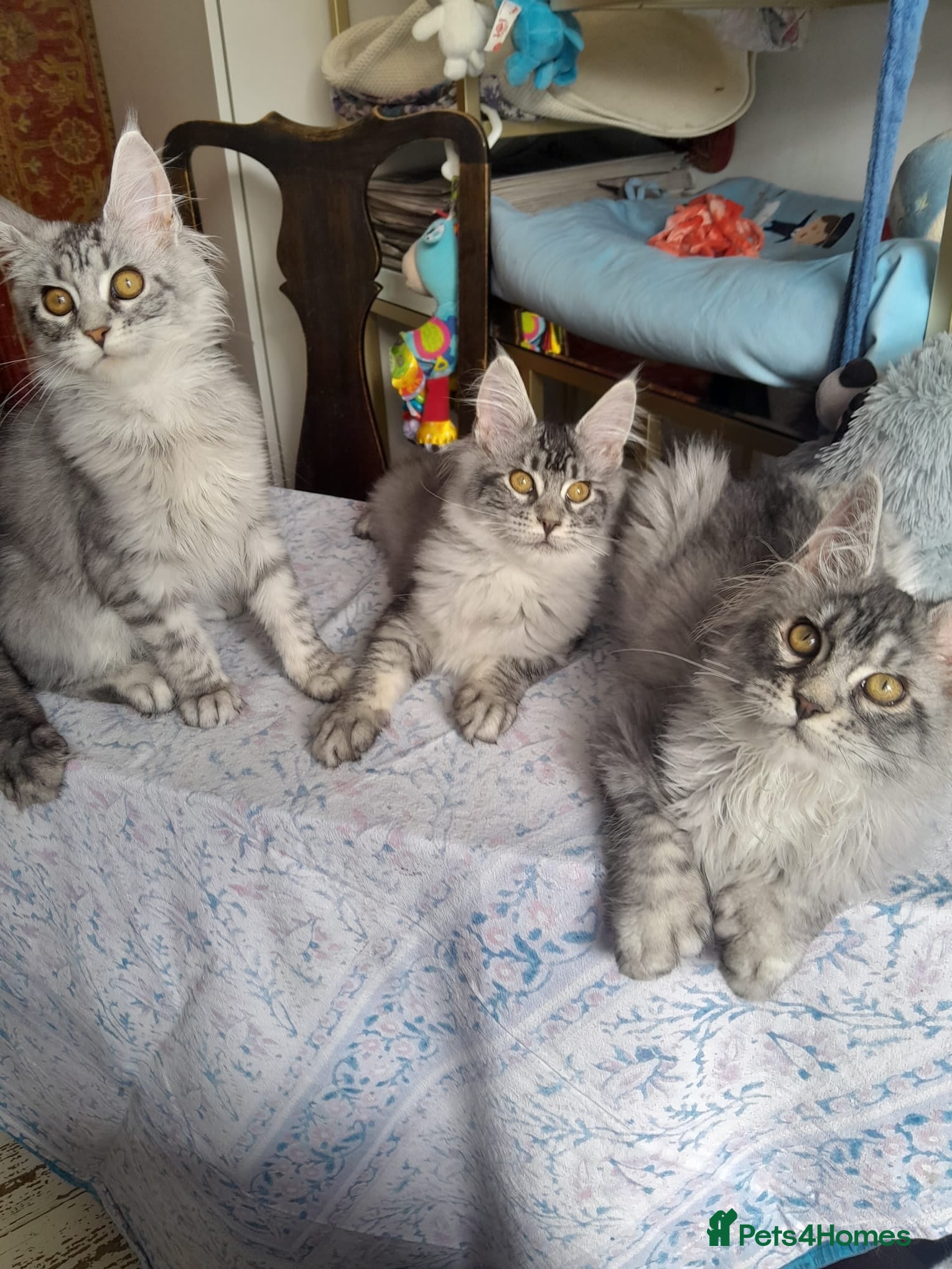 Maine Coon cats Black silver ticked gilrs&boys TICA maine coons - Advert 1