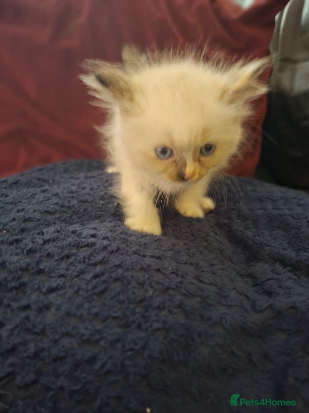 Ragdoll cats for sale: Beautiful Ragdoll x British long hair kittens  - Image 3