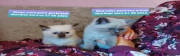 British Shorthair cats for sale: Variety of colours kittens Bradford  - Advert 9