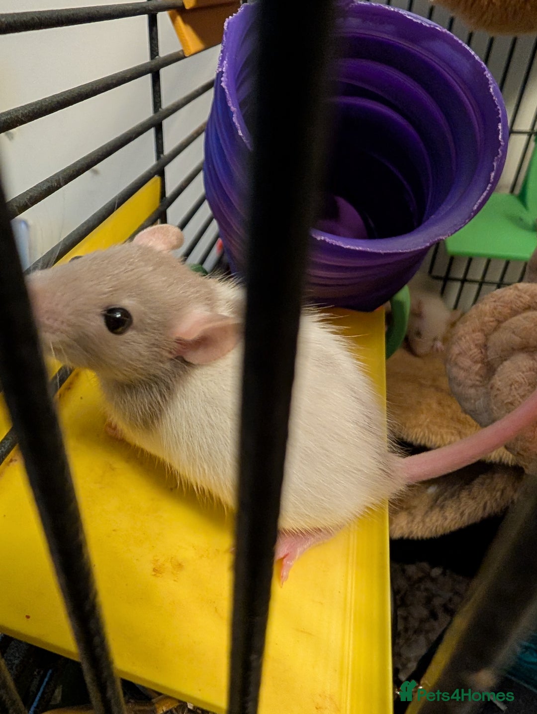Rat rodents for sale: Adorable Dumbo and Fancy Rats - Image 11