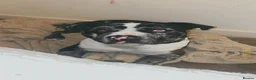 Mixed Breed dogs for sale: Tri-Coloured Male Mastiff in Barnsley - Advert 3