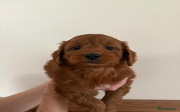 Cockapoo dogs for sale: Beautiful Health tested Toy Cockapoo Puppies - Image 5