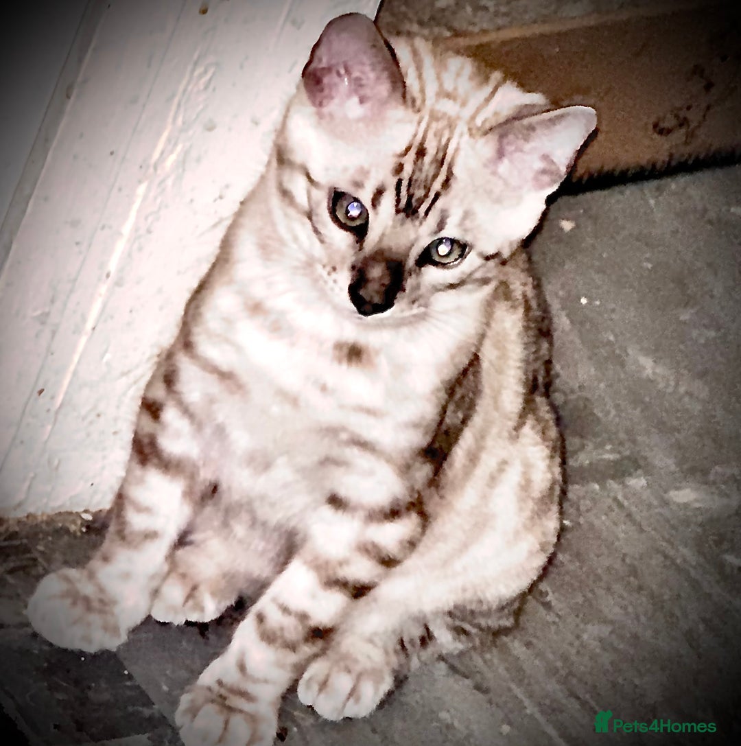 Bengal cats for sale: Tica registered beautiful kittens - Advert 3