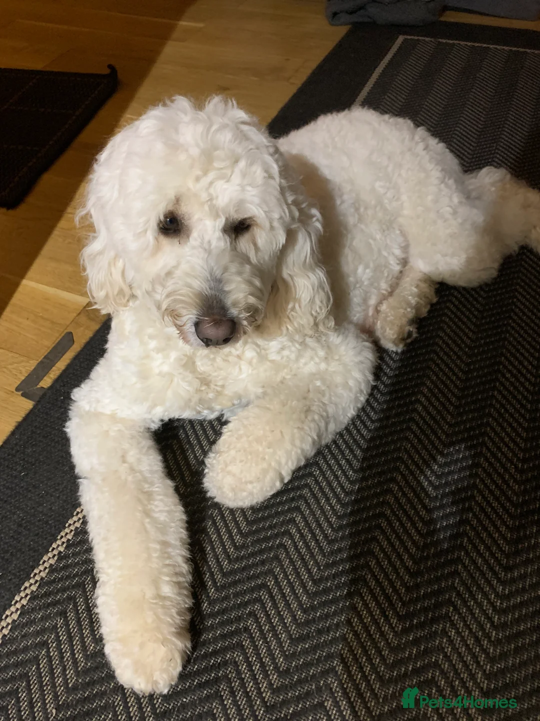 Goldendoodle dogs for sale: Goldendoodle/double doodle - Advert 3