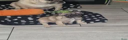 French Bulldog dogs for sale: French bulldog puppies blue in Birmingham - Advert 2
