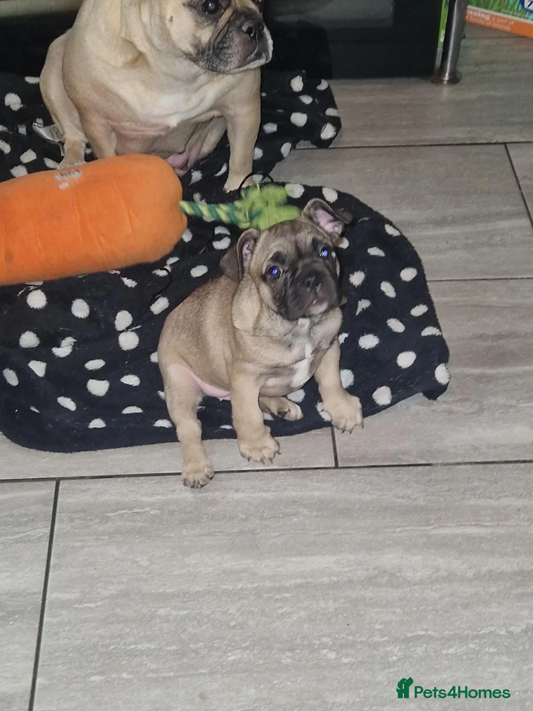 French Bulldog dogs for sale: French bulldog puppies blue in Birmingham - Advert 2