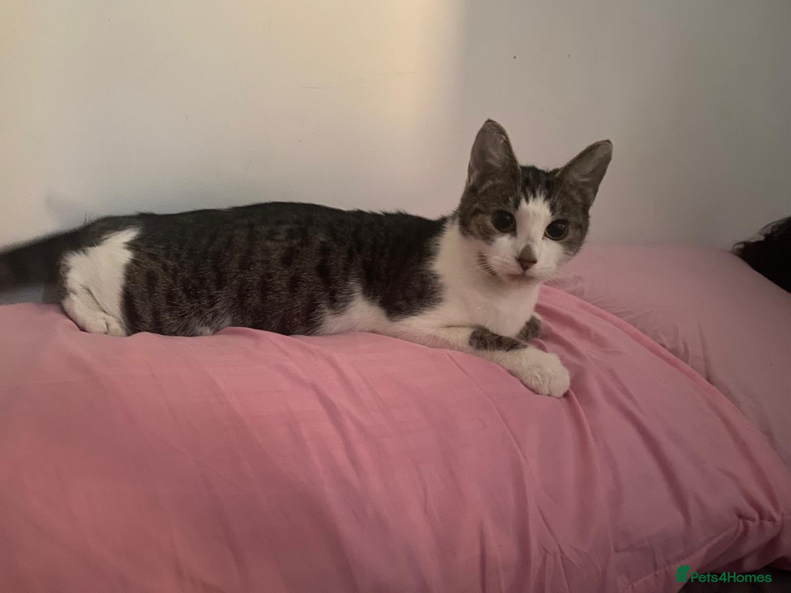 Mixed Breed cats Kitten - Advert 2