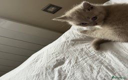 British Shorthair cats for sale: Gorgeous Kittens Ready to Find Their Forever Homes - Image 34