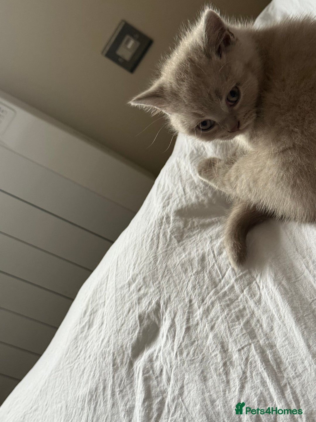 British Shorthair cats for sale: Gorgeous Kittens Ready to Find Their Forever Homes - Image 34