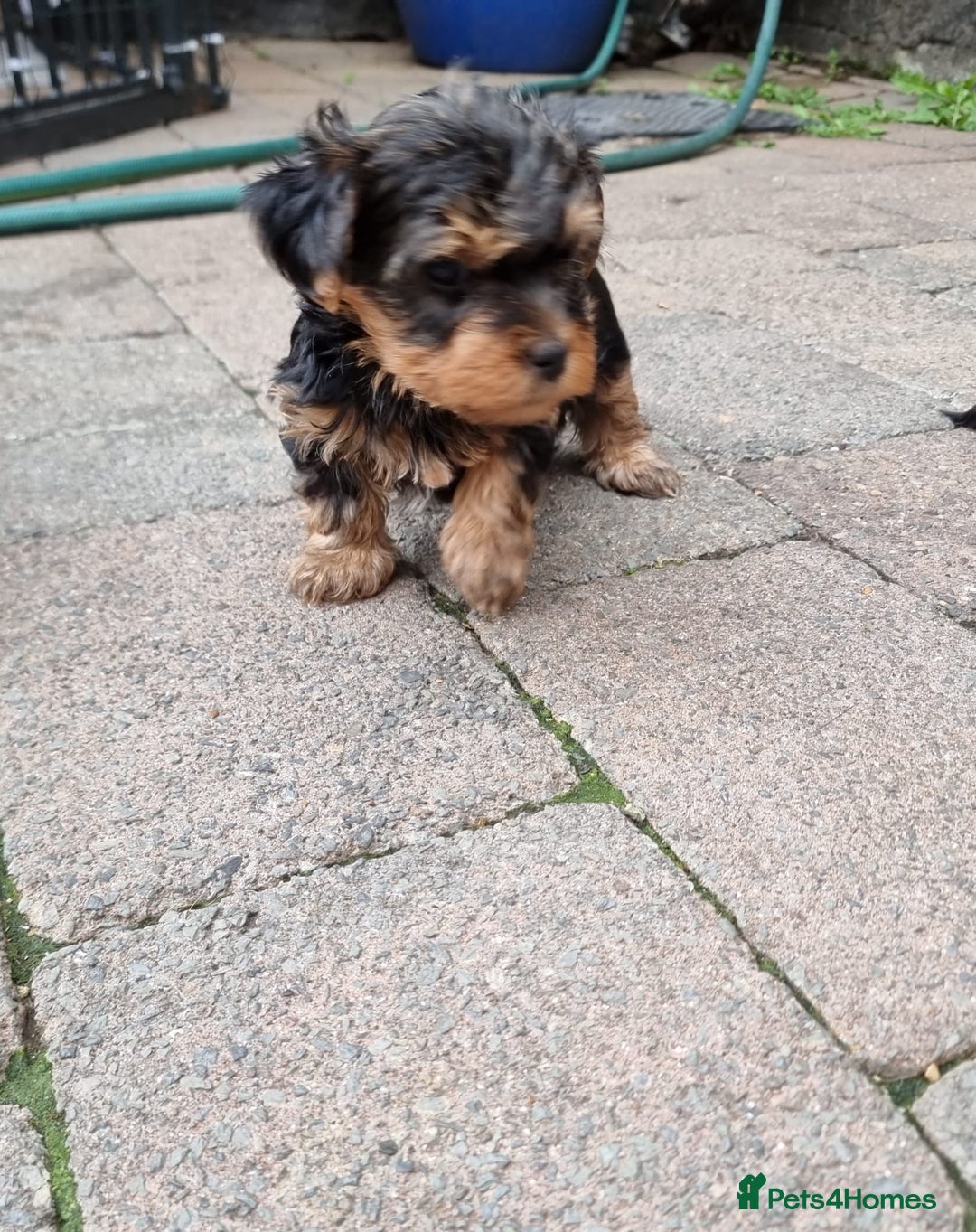 Yorkshire Terrier dogs for sale: Tiny Yorkie Treasures – 1 Boy &2 Girls Ready to go - Image 1