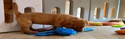 Labrador Retriever dogs for sale: 1 BEAUTIFUL FOX RED KC GIRL, HEALTH TESTED PARENTS - Advert 9