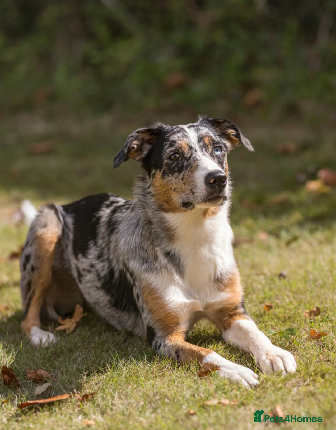 Border Collie dogs for sale: A litter of 8 puppies confirmed!  - Advert 2
