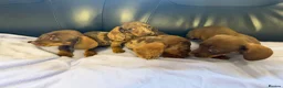Dachshund dogs for sale: Dachshund puppies - Advert 25