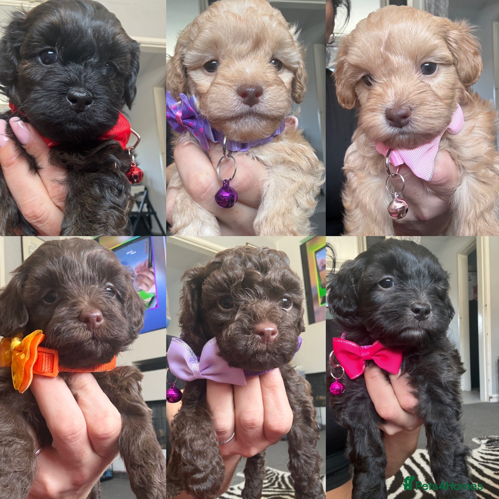 Shihpoo dogs Adorable F1B Shihpoo puppies ready 9/8/26 🧸🤎🐾 - Advert 5