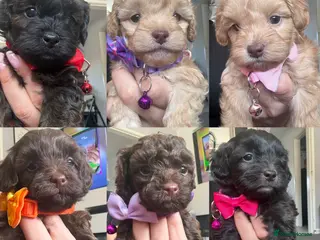 Shihpoo dogs Adorable F1B Shihpoo puppies ready 9/8/26 🧸🤎🐾 - Advert 5