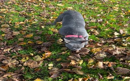French Bulldog dogs for sale: Female French Bulldog 7 months  - Image 3