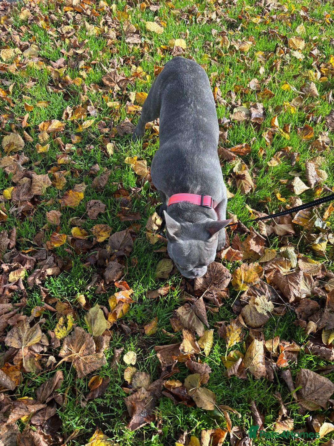 French Bulldog dogs for sale: Female French Bulldog 7 months  - Image 3