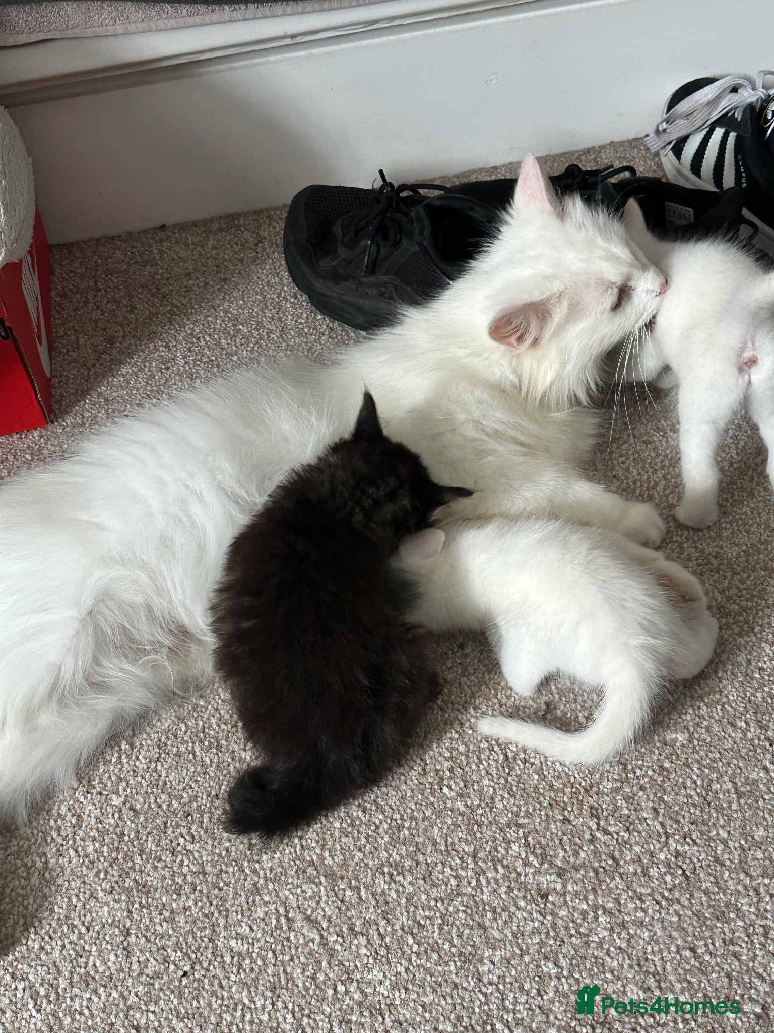 Mixed Breed cats 2 x kittens for sale - Advert 1