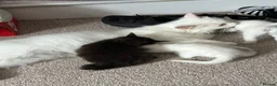 Mixed Breed cats for sale: 2 x kittens for sale - Advert 1