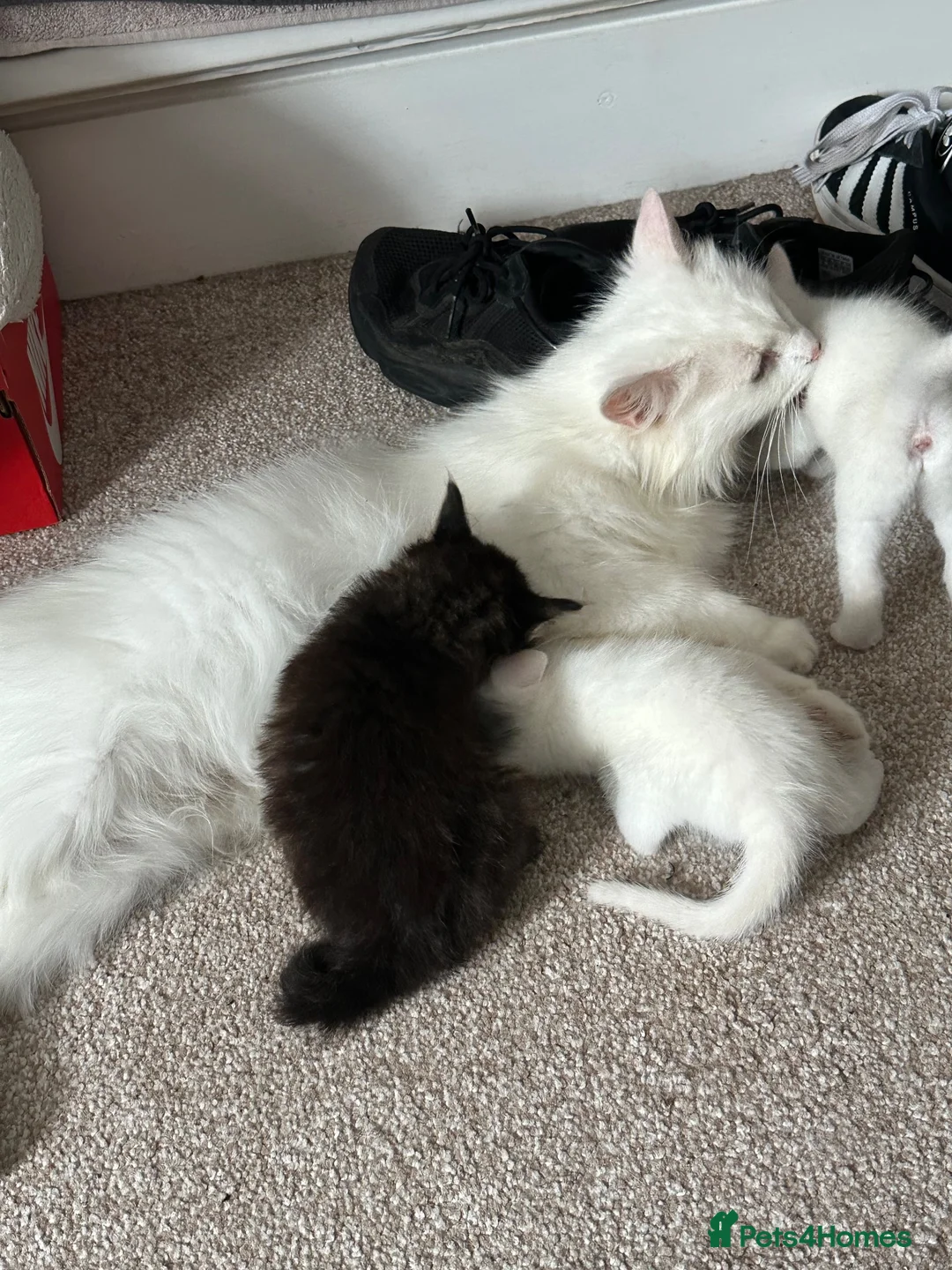 Mixed Breed cats for sale: 2 x kittens for sale - Advert 1
