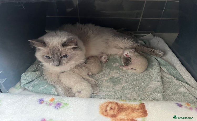 Ragdoll cats - Advert 4
