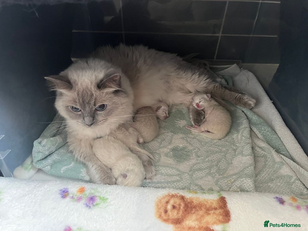 Ragdoll cats for sale: 2 Adorable Bluepoint boy Kittens left!  - Image 3