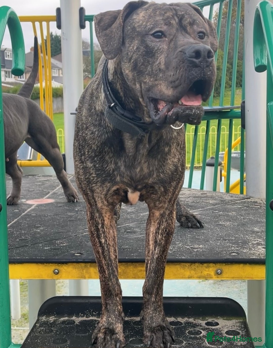 Gallery Image {{count}}