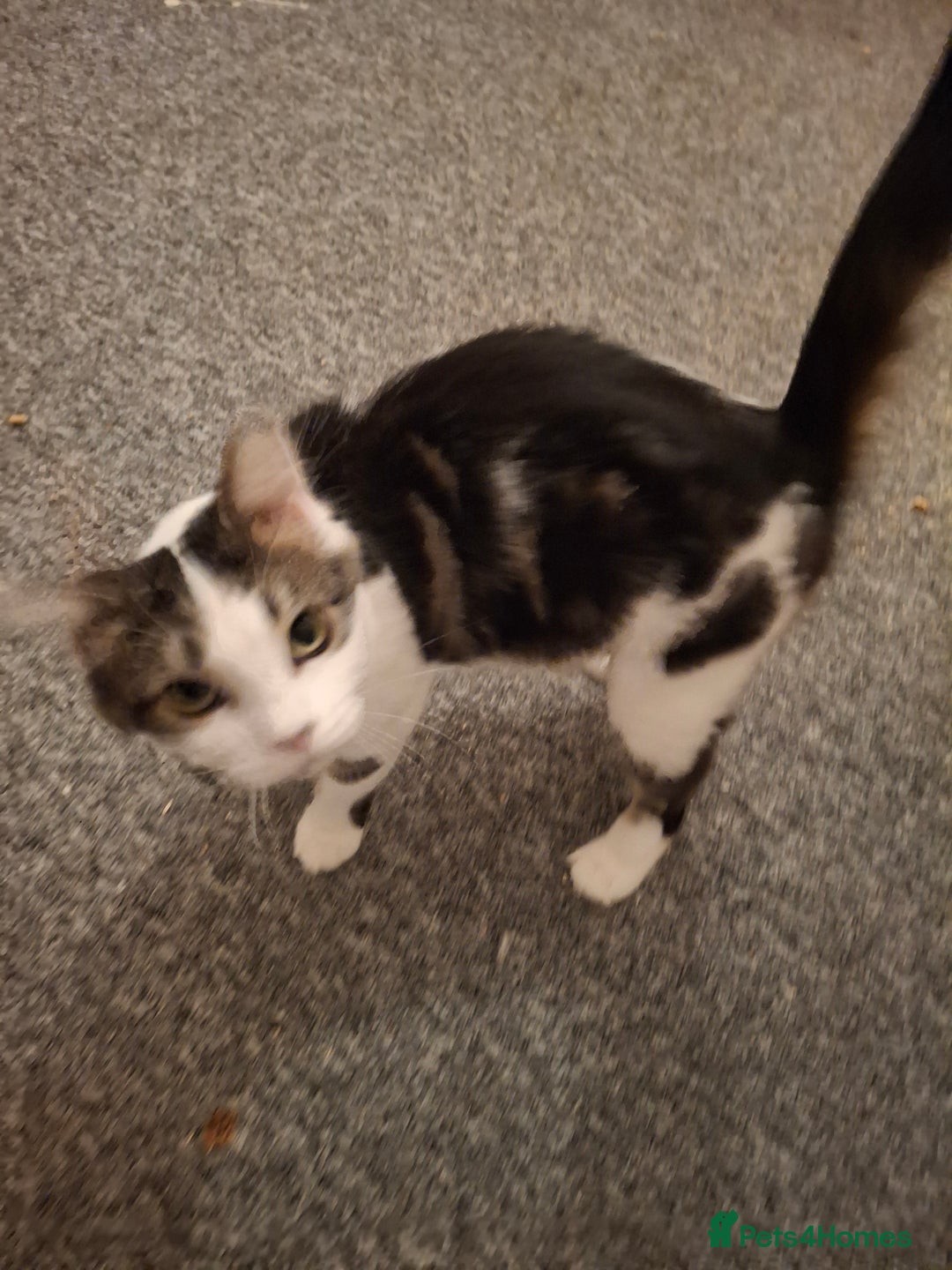 Norwegian Forest Cat cats for sale: Marshal - Image 9