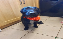 Mixed Breed dogs for sale: Busy Bee - Image 2