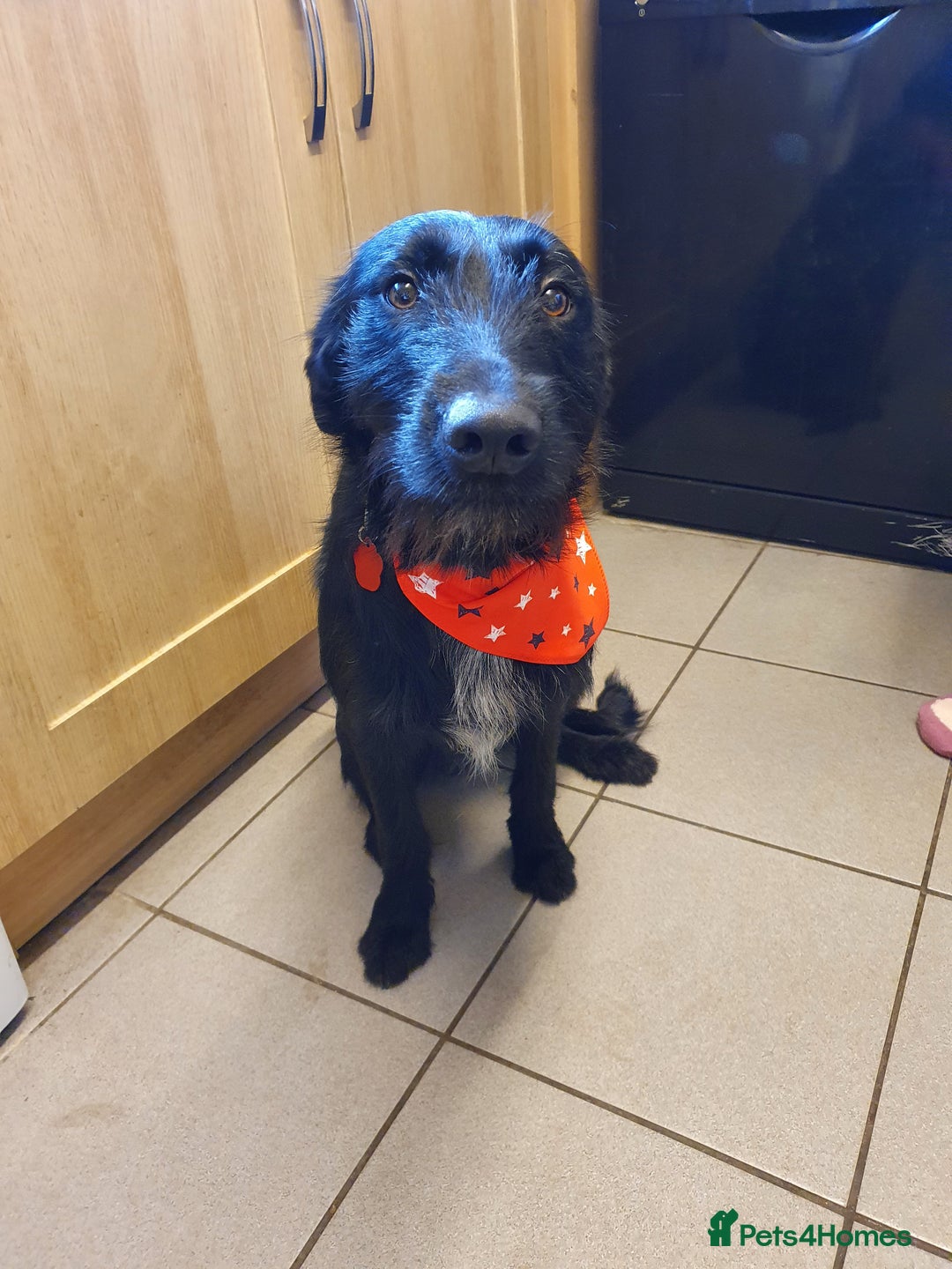 Mixed Breed dogs for sale: Busy Bee - Image 2