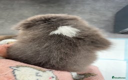 Border Collie dogs for sale: Blue border collies - Image 4
