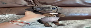 Miniature Dachshund 3