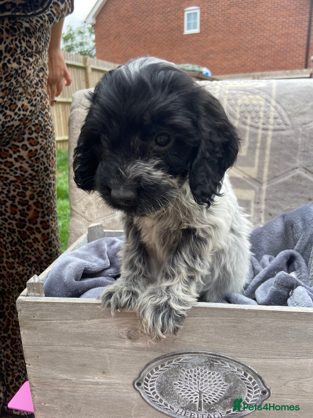 Cockapoo dogs for sale: Cockapoo puppies  - Image 9