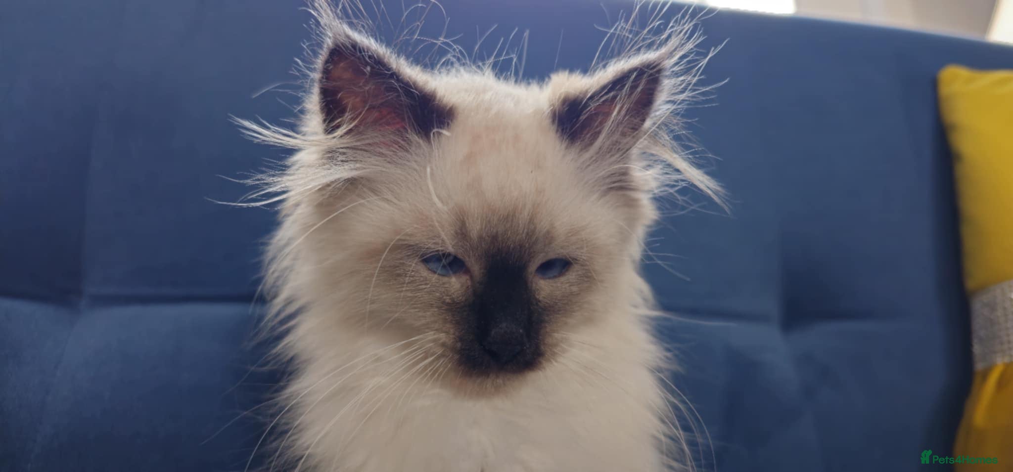 Siberian cats Beautiful Siberian Kittens - Advert 4