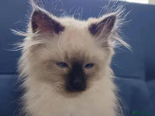 Siberian cats Beautiful Siberian Kittens - Advert 4