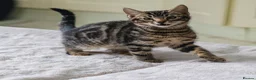 Mixed Breed cats for sale: Beautiful mixed Bengal kittens for sale - Advert 4