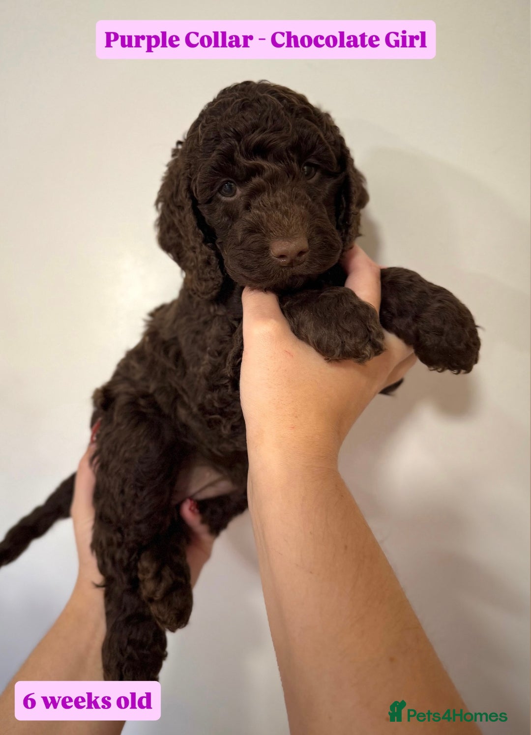 Cockapoo dogs for sale: Waiting-List Open - DNA Tested Cockapoo Puppies 🧬 - Advert 9